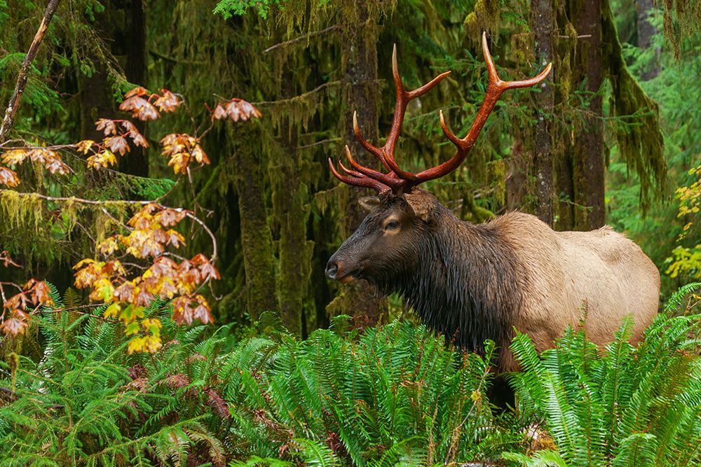 Roosevelt bull elk-USA-Washington State Olympic National Park